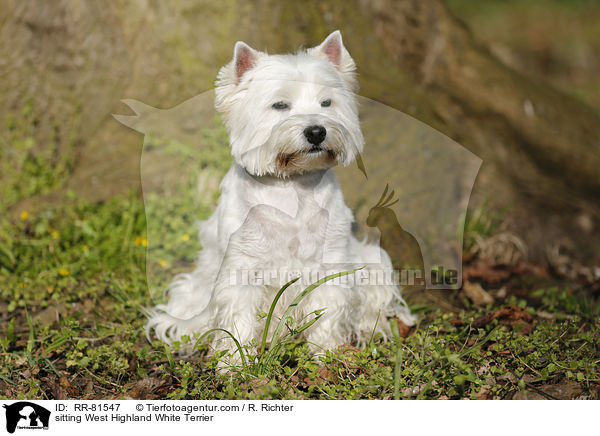 sitzender West Highland White Terrier / sitting West Highland White Terrier / RR-81547