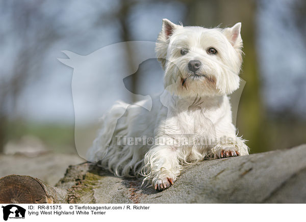 liegender West Highland White Terrier / lying West Highland White Terrier / RR-81575