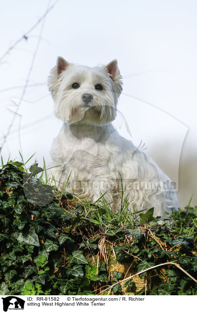 sitzender West Highland White Terrier / sitting West Highland White Terrier / RR-81582