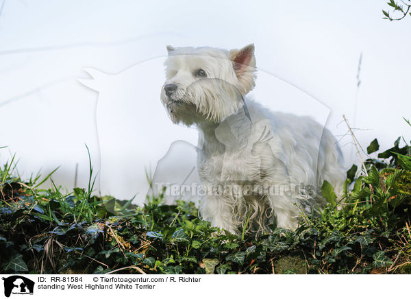 stehender West Highland White Terrier / standing West Highland White Terrier / RR-81584