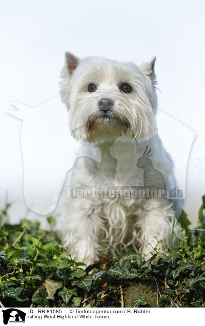 sitzender West Highland White Terrier / sitting West Highland White Terrier / RR-81585
