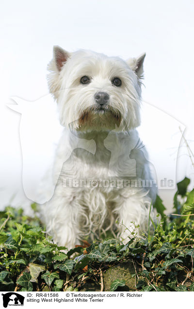 sitzender West Highland White Terrier / sitting West Highland White Terrier / RR-81586