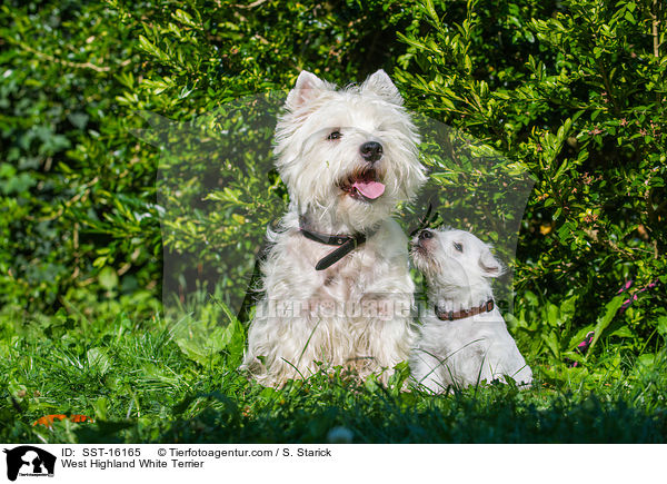 West Highland White Terrier / West Highland White Terrier / SST-16165
