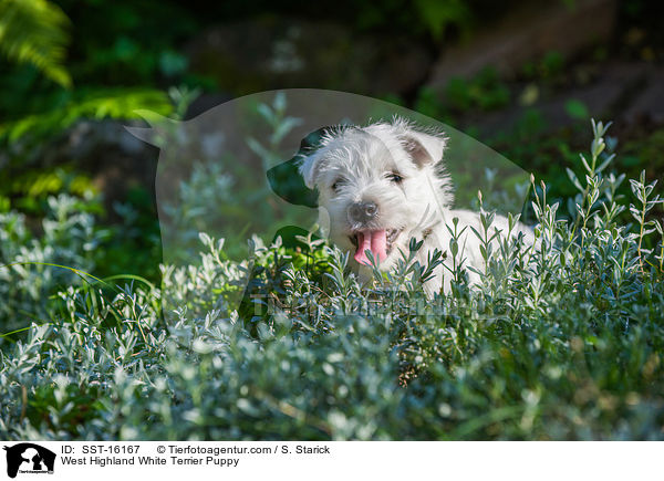 West Highland White Terrier Welpe / West Highland White Terrier Puppy / SST-16167