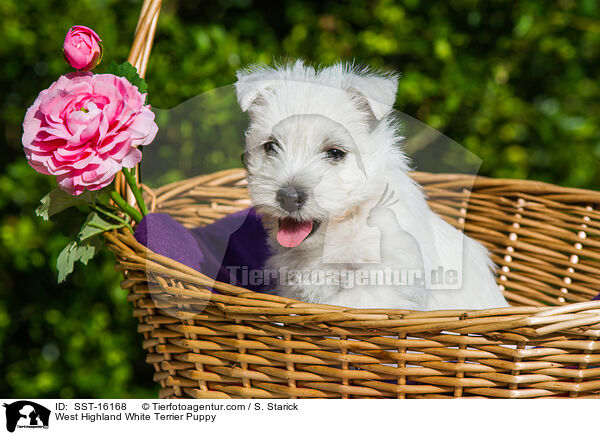 West Highland White Terrier Welpe / West Highland White Terrier Puppy / SST-16168