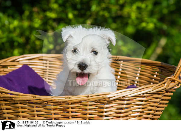 West Highland White Terrier Welpe / West Highland White Terrier Puppy / SST-16169