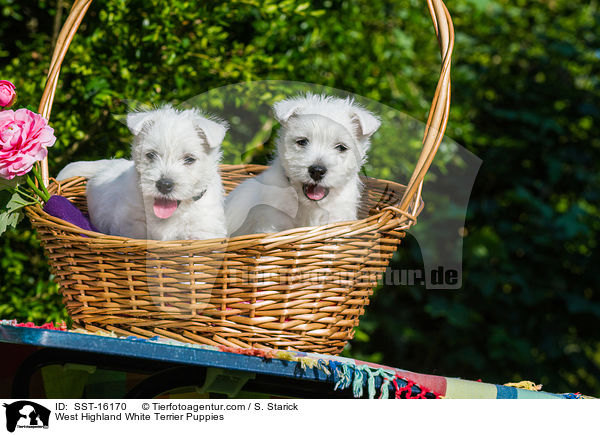 West Highland White Terrier Welpen / West Highland White Terrier Puppies / SST-16170
