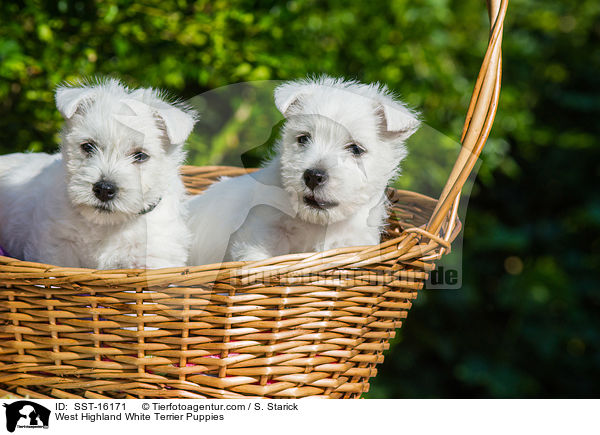 West Highland White Terrier Welpen / West Highland White Terrier Puppies / SST-16171