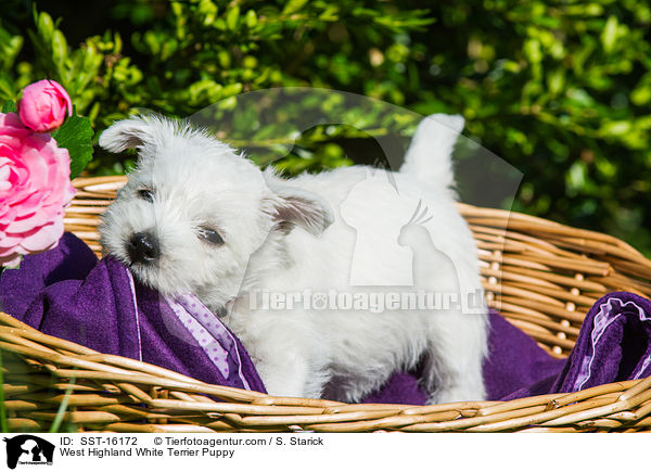 West Highland White Terrier Welpe / West Highland White Terrier Puppy / SST-16172