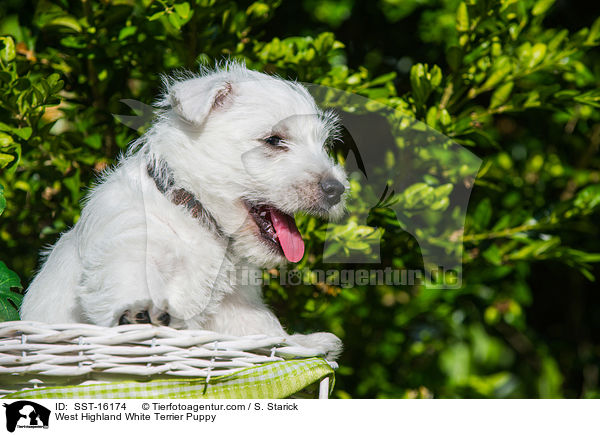 West Highland White Terrier Welpe / West Highland White Terrier Puppy / SST-16174