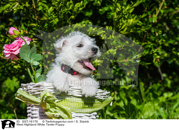 West Highland White Terrier Welpe / West Highland White Terrier Puppy / SST-16176