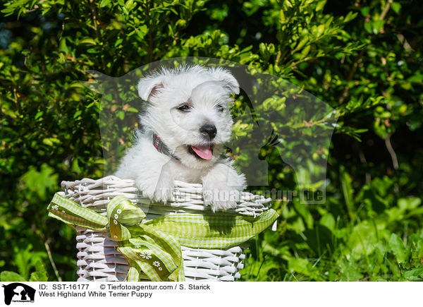 West Highland White Terrier Welpe / West Highland White Terrier Puppy / SST-16177
