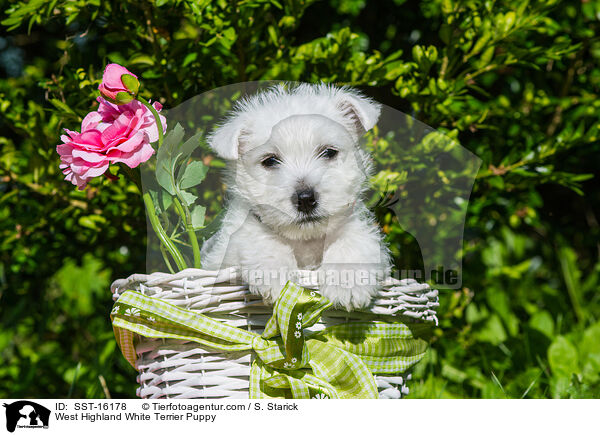 West Highland White Terrier Welpe / West Highland White Terrier Puppy / SST-16178