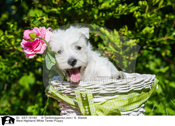 West Highland White Terrier Welpe / West Highland White Terrier Puppy / SST-16180