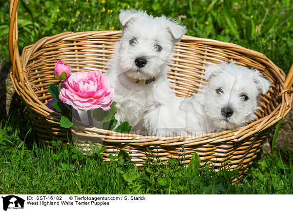 West Highland White Terrier Welpen / West Highland White Terrier Puppies / SST-16182