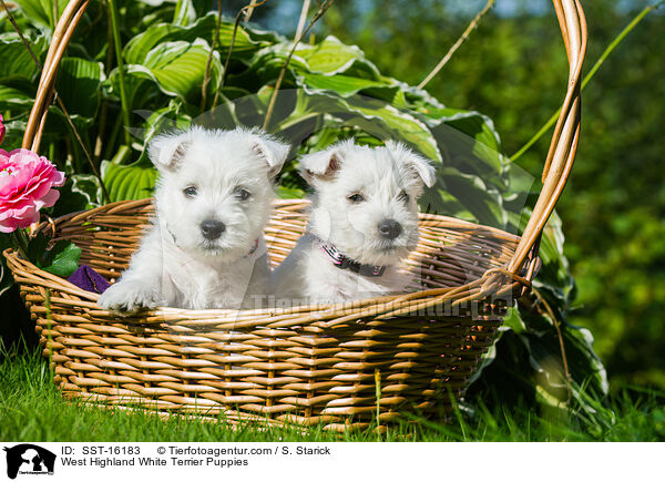 West Highland White Terrier Welpen / West Highland White Terrier Puppies / SST-16183