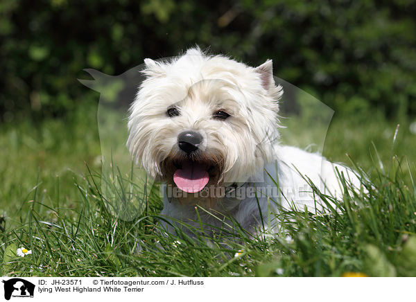 liegender West Highland White Terrier / lying West Highland White Terrier / JH-23571