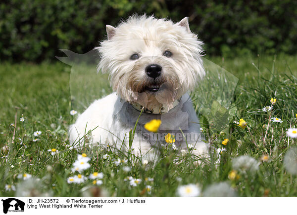 liegender West Highland White Terrier / lying West Highland White Terrier / JH-23572