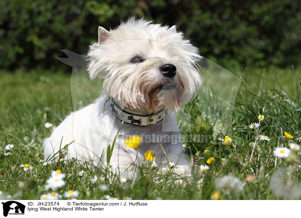 liegender West Highland White Terrier / lying West Highland White Terrier / JH-23574