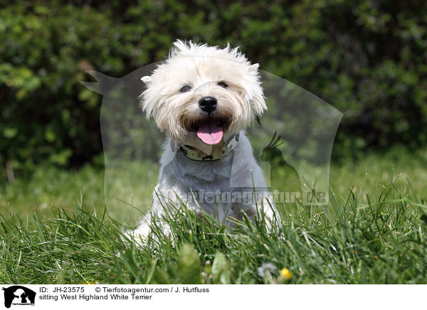 sitzender West Highland White Terrier / sitting West Highland White Terrier / JH-23575