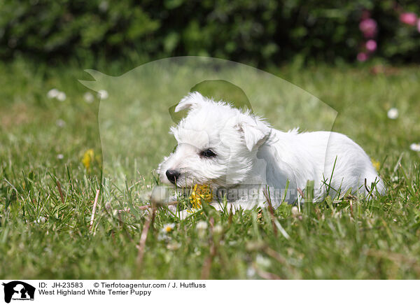 West Highland White Terrier Welpe / West Highland White Terrier Puppy / JH-23583