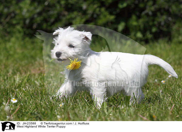 West Highland White Terrier Puppy / JH-23588