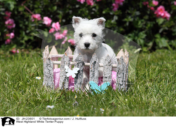 West Highland White Terrier Welpe / West Highland White Terrier Puppy / JH-23601