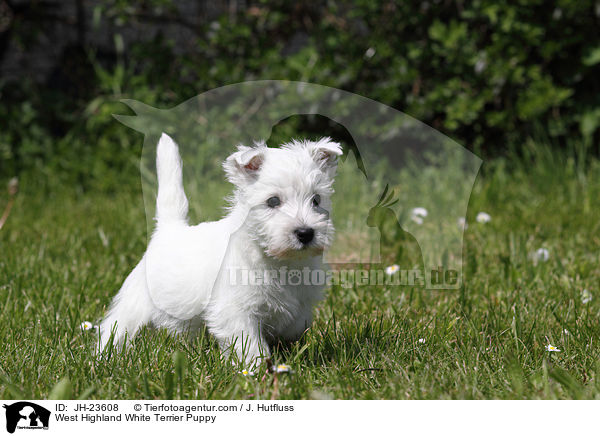 West Highland White Terrier Welpe / West Highland White Terrier Puppy / JH-23608