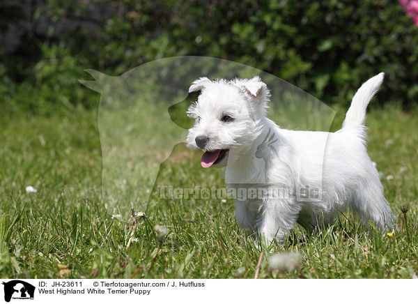 West Highland White Terrier Welpe / West Highland White Terrier Puppy / JH-23611