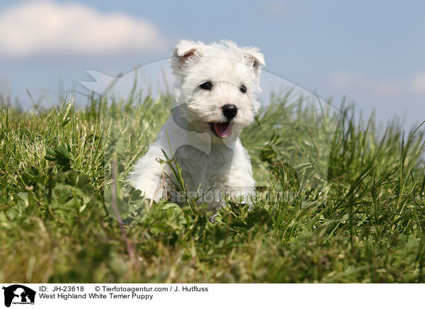 West Highland White Terrier Welpe / West Highland White Terrier Puppy / JH-23618