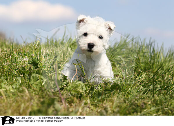 West Highland White Terrier Welpe / West Highland White Terrier Puppy / JH-23619