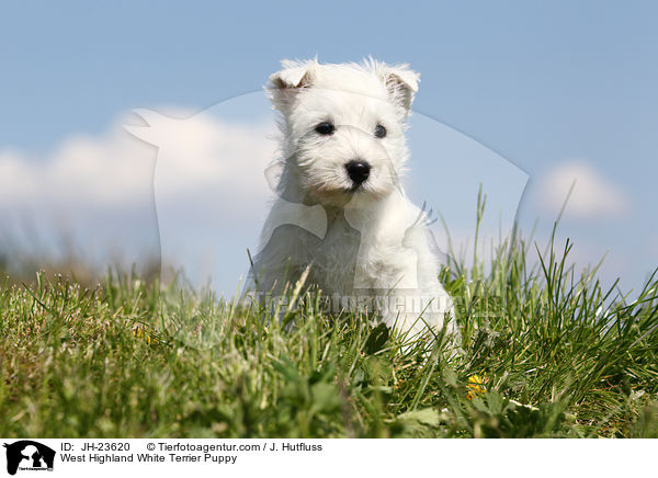 West Highland White Terrier Welpe / West Highland White Terrier Puppy / JH-23620