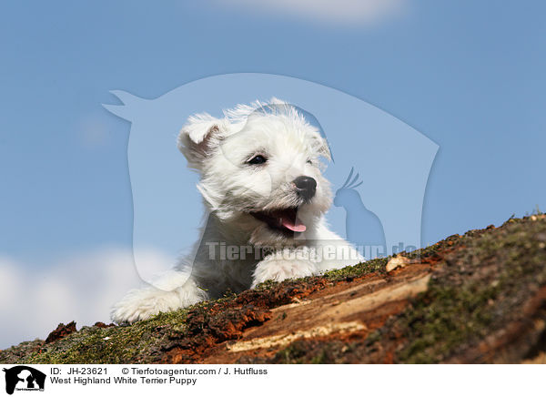 West Highland White Terrier Welpe / West Highland White Terrier Puppy / JH-23621