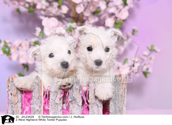 2 West Highland White Terrier Welpen / 2 West Highland White Terrier Puppies / JH-23628