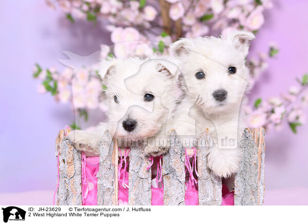 2 West Highland White Terrier Welpen / 2 West Highland White Terrier Puppies / JH-23629