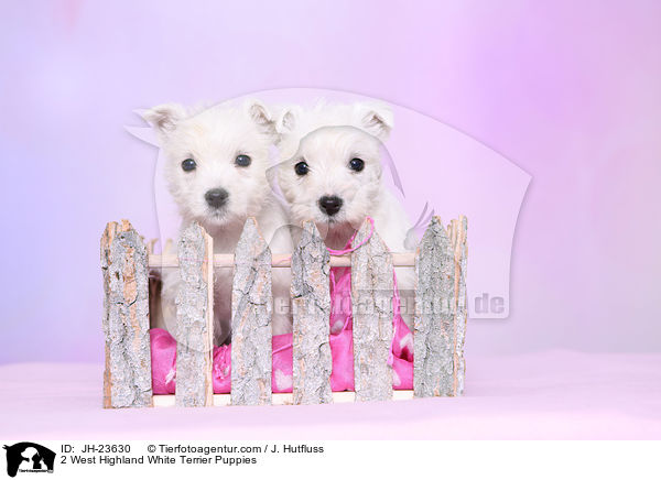 2 West Highland White Terrier Welpen / 2 West Highland White Terrier Puppies / JH-23630