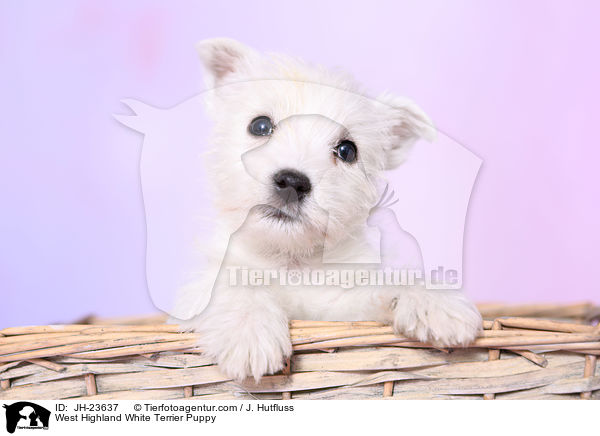 West Highland White Terrier Welpe / West Highland White Terrier Puppy / JH-23637