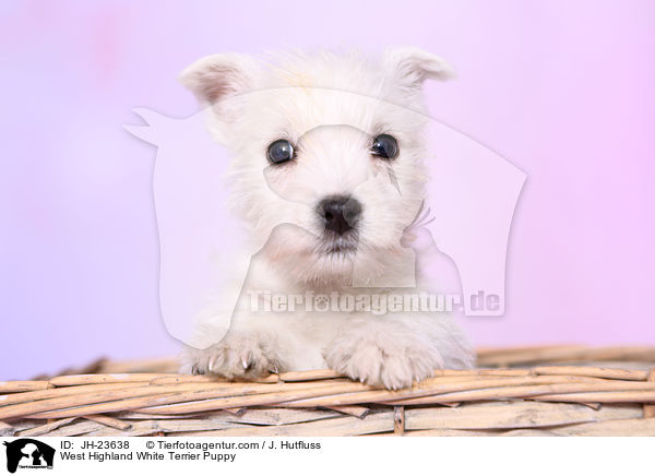 West Highland White Terrier Welpe / West Highland White Terrier Puppy / JH-23638