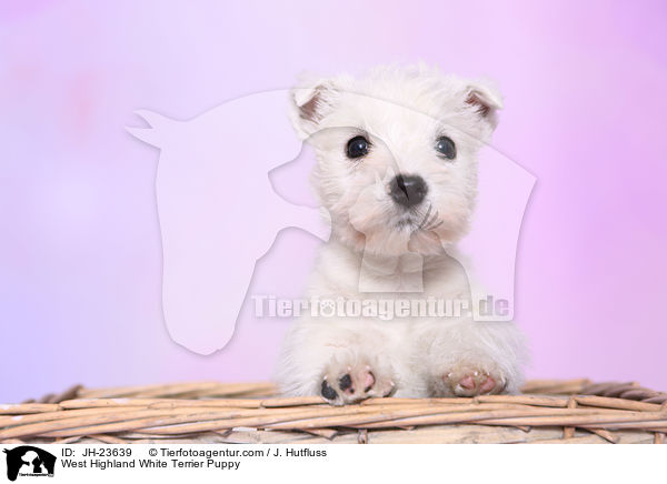 West Highland White Terrier Welpe / West Highland White Terrier Puppy / JH-23639