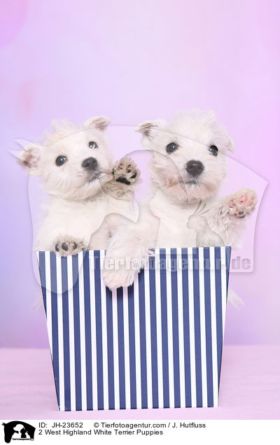 2 West Highland White Terrier Welpen / 2 West Highland White Terrier Puppies / JH-23652