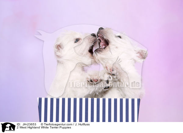 2 West Highland White Terrier Welpen / 2 West Highland White Terrier Puppies / JH-23653