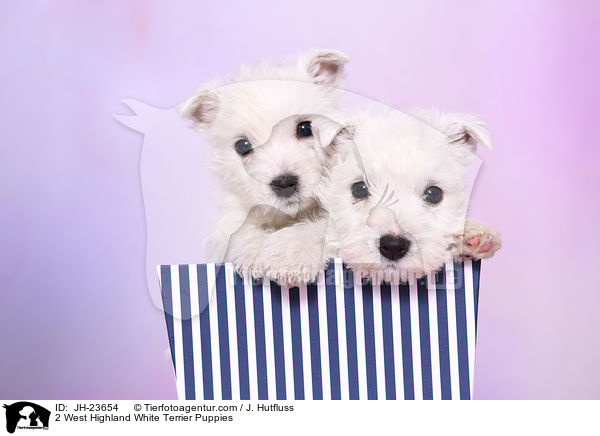2 West Highland White Terrier Welpen / 2 West Highland White Terrier Puppies / JH-23654