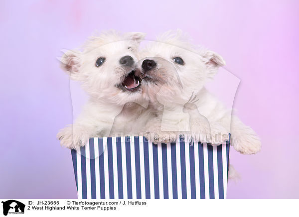 2 West Highland White Terrier Welpen / 2 West Highland White Terrier Puppies / JH-23655