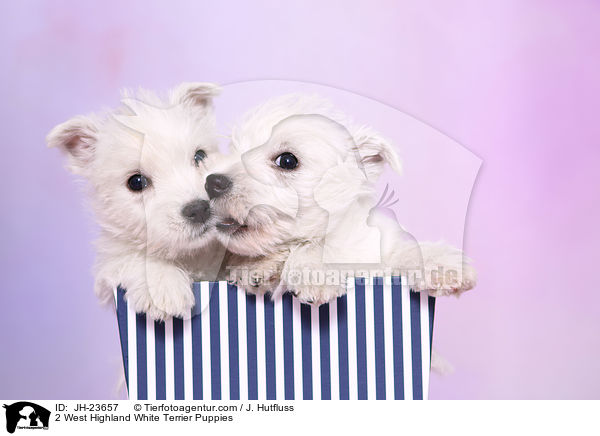 2 West Highland White Terrier Welpen / 2 West Highland White Terrier Puppies / JH-23657