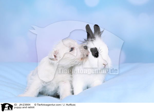 puppy and rabbit / JH-23664