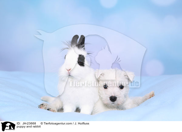 Welpe und Kaninchen / puppy and rabbit / JH-23668