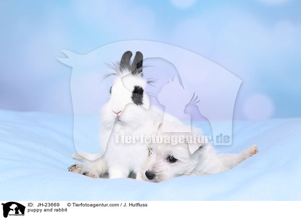 Welpe und Kaninchen / puppy and rabbit / JH-23669