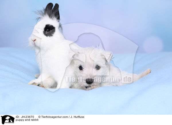 Welpe und Kaninchen / puppy and rabbit / JH-23670