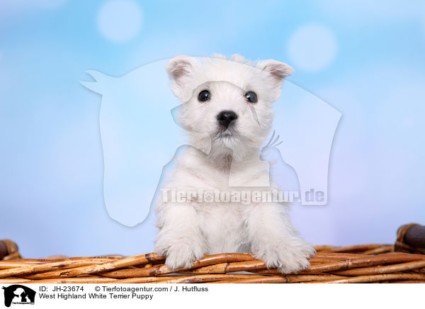 West Highland White Terrier Welpe / West Highland White Terrier Puppy / JH-23674