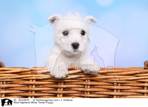 West Highland White Terrier Welpe / West Highland White Terrier Puppy / JH-23676